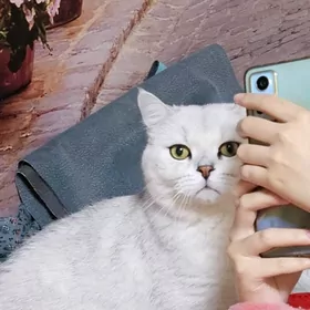 Шотландские шиншиллы