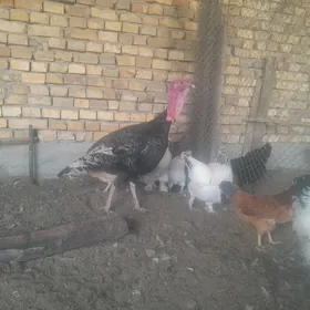 öý haýwanlary induk