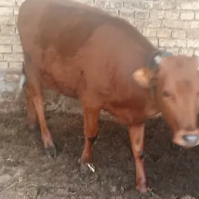 Bakylan gulajyn gole