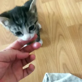 PİŞİK ARASSA OYİNKİ