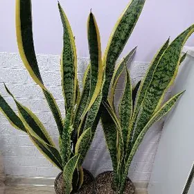 САНСИВЕРИЯ ГОЛД