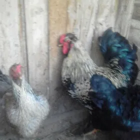 тройка  хораз