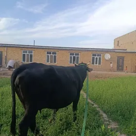 арасса чорну пийостур богаз