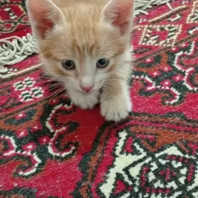 дамашны пишик