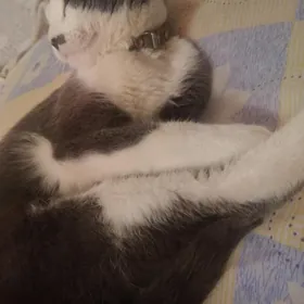 кот вислоухий