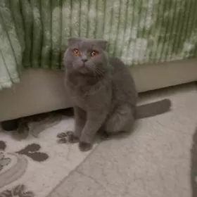 кошка на вязку