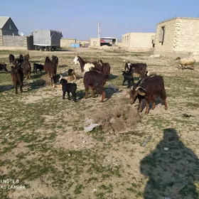 овлаклы гечи