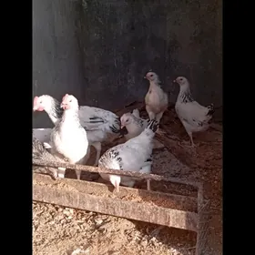 juyjeler we towuklar