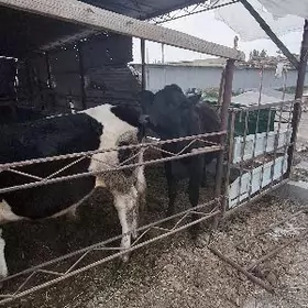 2 sany parodny mal orginal