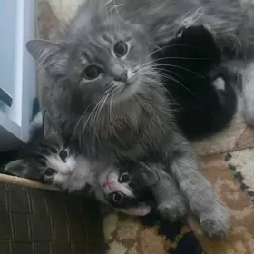 котята с кошкой