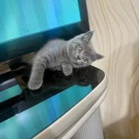 Киска британочка