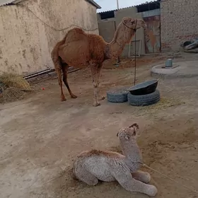 Кошекли дуйе