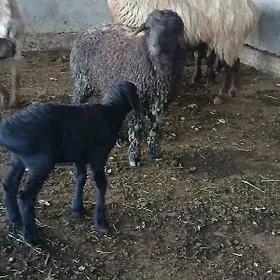 guzuly goyun owlakly gecı