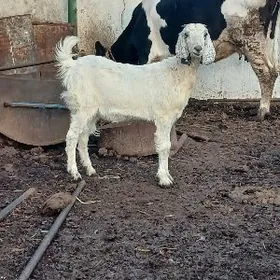 PÄKISTAN  URKAÇY ÇEVIŞ