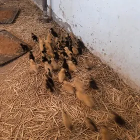 гак-гак жуже