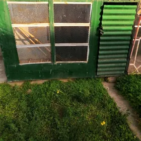 Товук кетек