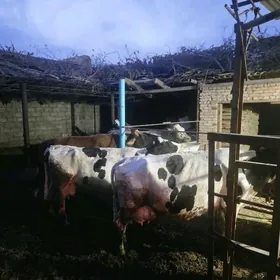 Saglyk arginal Sygyrlar