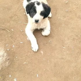 Собачка в добрые руки (мальчик