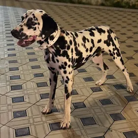Далматинец кобель для вязки