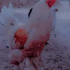 ORGİNALBRAHMASROÇNO SATYLÝAR