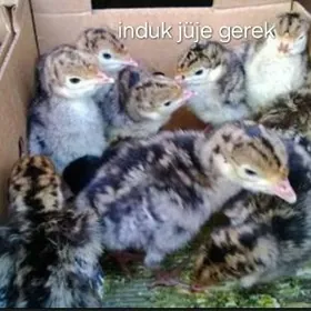 induk jüje g e r e k
