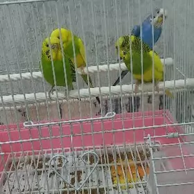 попугаи