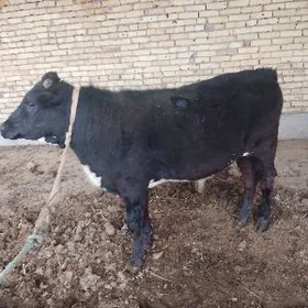 10 АЙЛЫК ПАРОДНЫ ОКУЗ