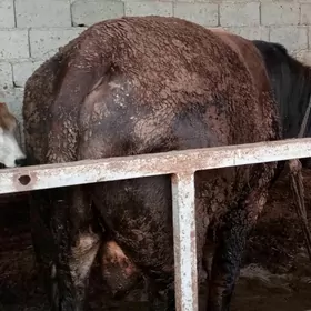 öküz sygyr tuwe 7bas