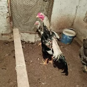 şamo gani taze 100$