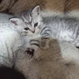 кошка шатланская