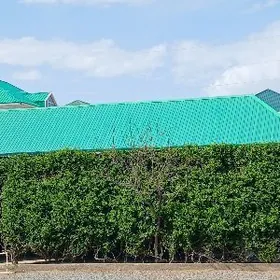 Änew magtymguly 16-sotyk