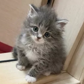 котенок порода