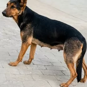 Afçarka Mercedes-Benz