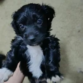 отдадим даром