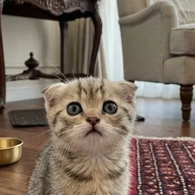scottish fold