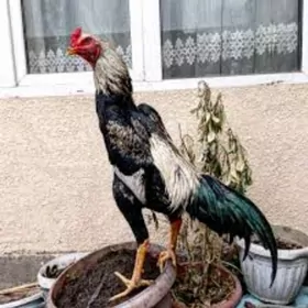 Ганой ветнам