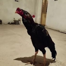 dakan Özbek kör bir pabedasi b