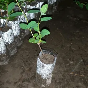 jasmin (жимолость)