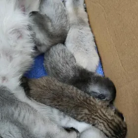 Котята на резерв