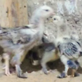 PARODA TOWUK JÙÝJE