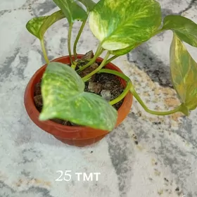 домашние растения