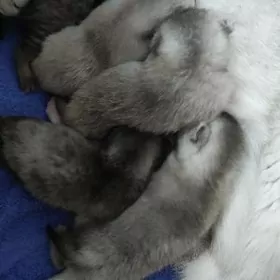 Котята на резерв