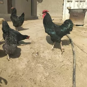 Gigant.Towuk.Ýumurtga.ba.