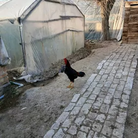 байсов хораз