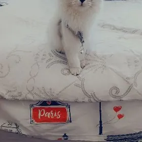 Şatlantsky paroda pişik