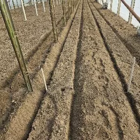 Teplissa iŝgar gerek