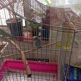 продается попугай девочка