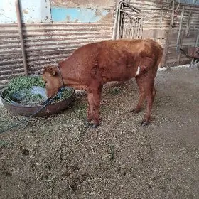 gulajyn meýdan arasa