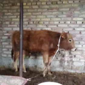 Tohum Şiwet we Gibrit Öküzler