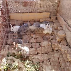 пол великан товшан чагалары